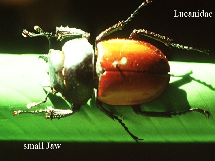Lucanidae small Jaw 