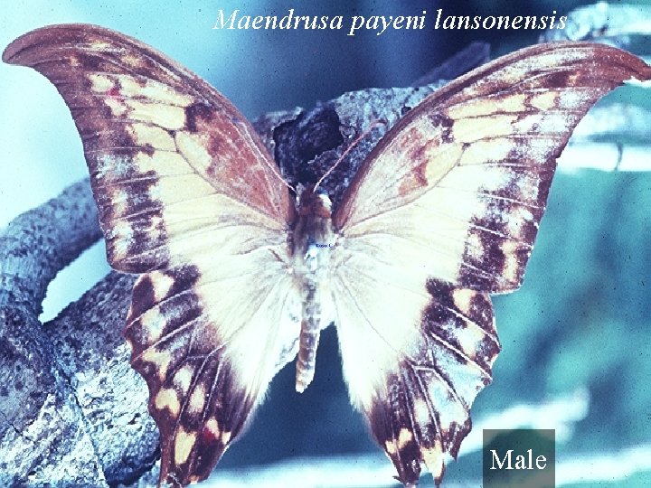 Maendrusa payeni lansonensis Male 