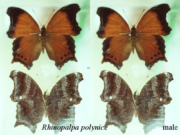 Rhinopalpa polynice male 