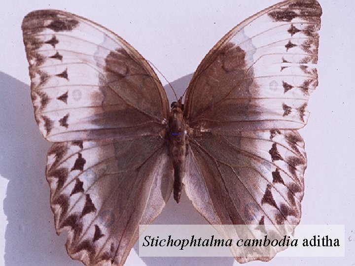 Stichophtalma cambodia aditha 
