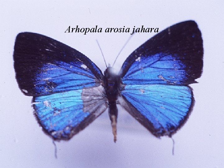 Arhopala arosia jahara 