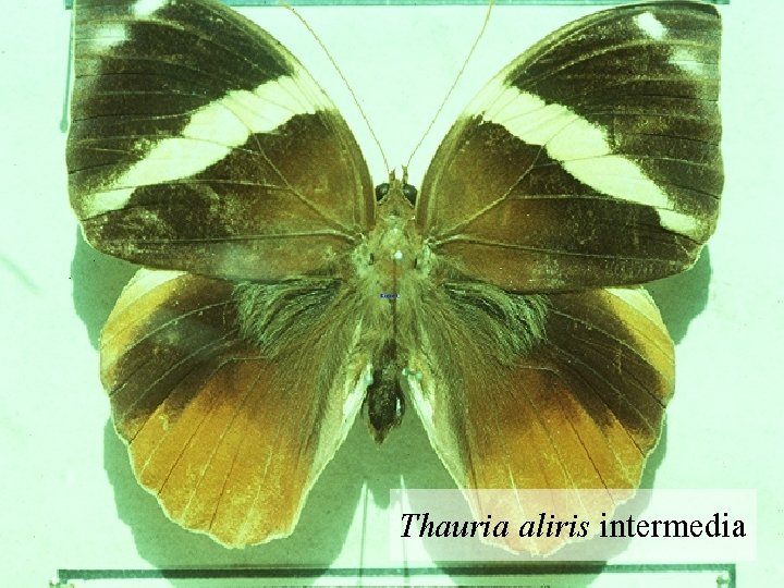 Thauria aliris intermedia 