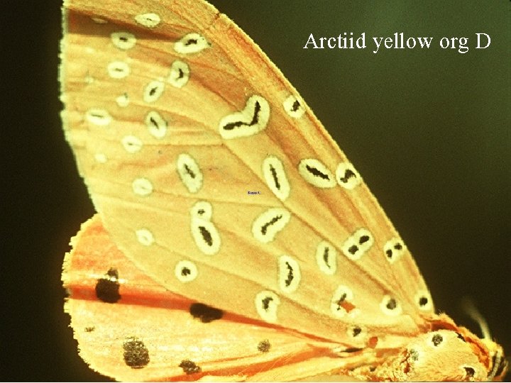 Arctiid yellow org D 