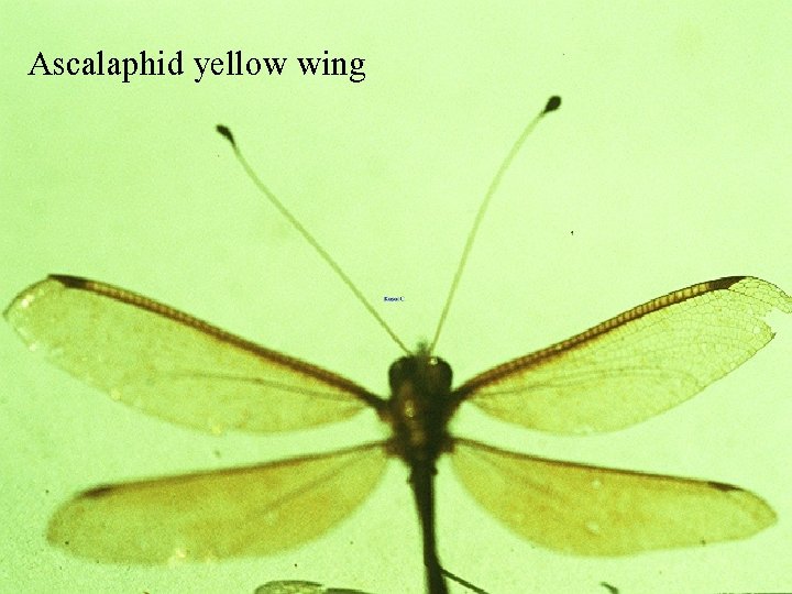 Ascalaphid yellow wing 