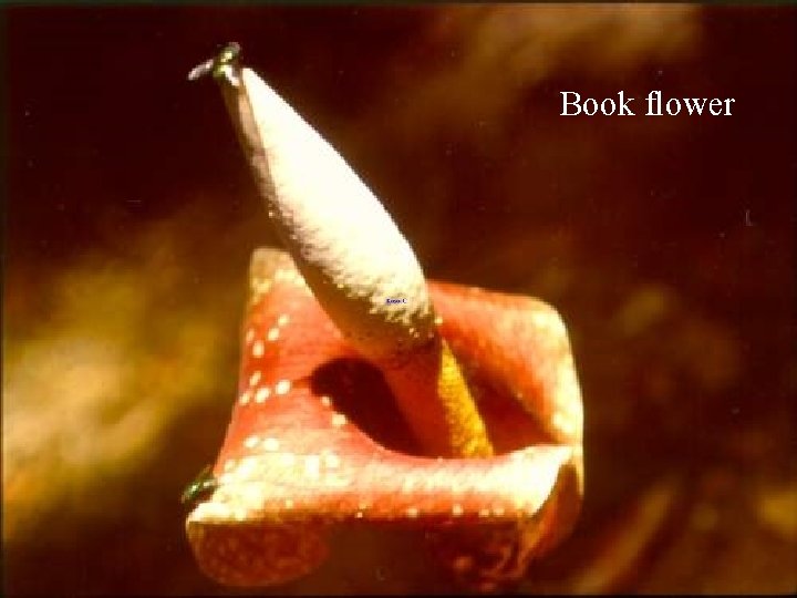 Book flower 