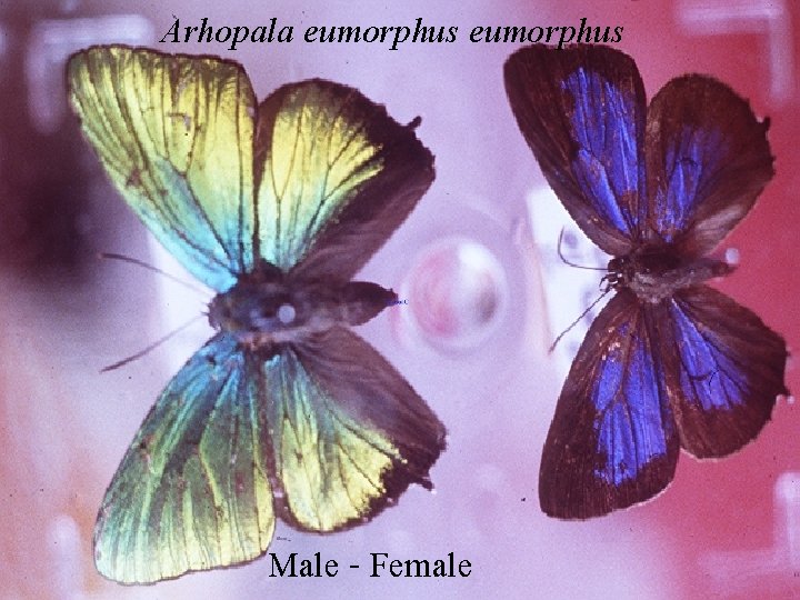 Arhopala eumorphus Male - Female 