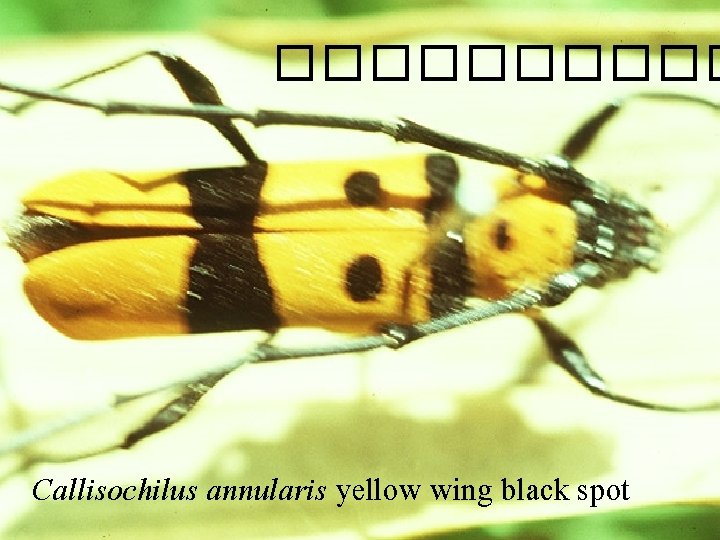 ����� Callisochilus annularis yellow wing black spot 