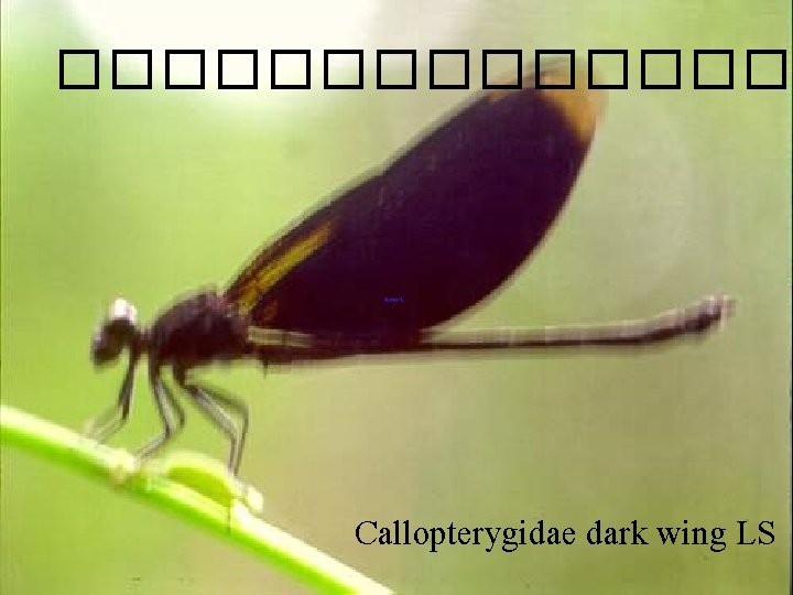 �������� Callopterygidae dark wing LS 