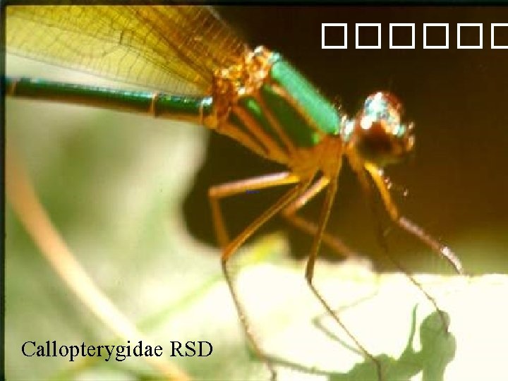 ������ Callopterygidae RSD 