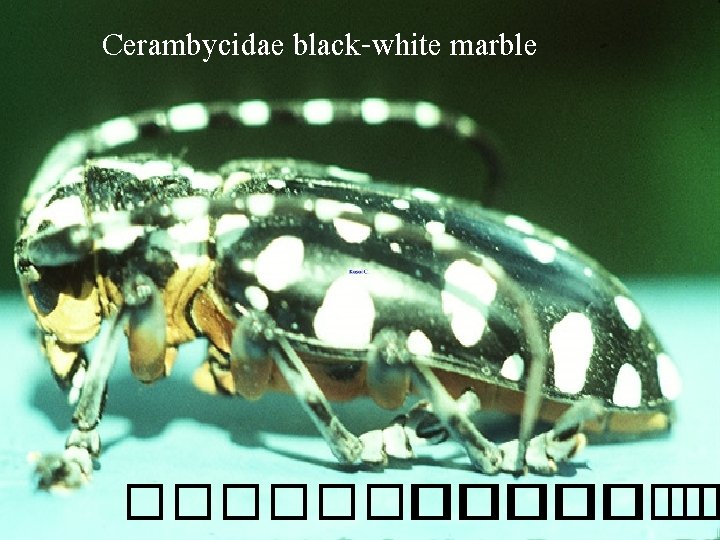Cerambycidae black-white marble ������� �� 