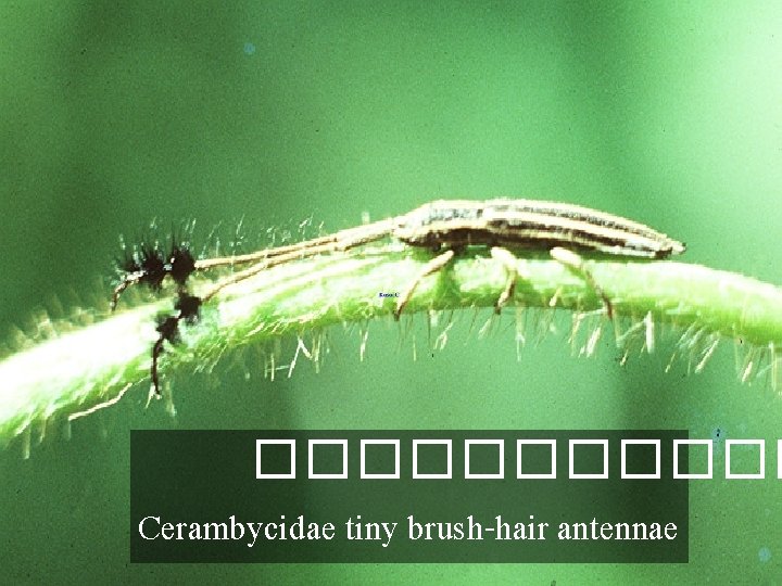 ������ Cerambycidae tiny brush-hair antennae 