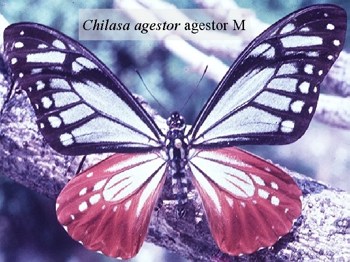 Chilasa agestor M 