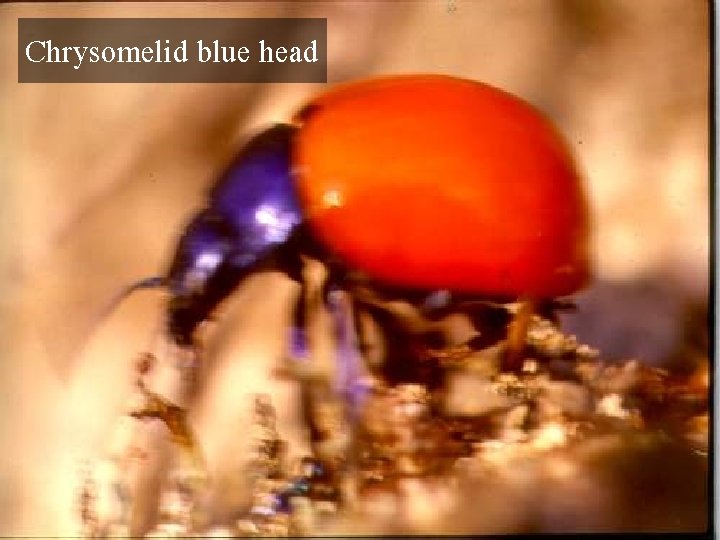 Chrysomelid blue head 