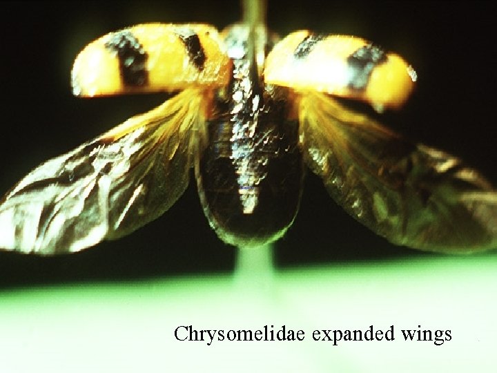 Chrysomelidae expanded wings 