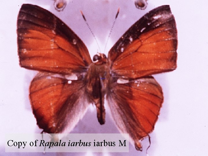 Copy of Rapala iarbus M 