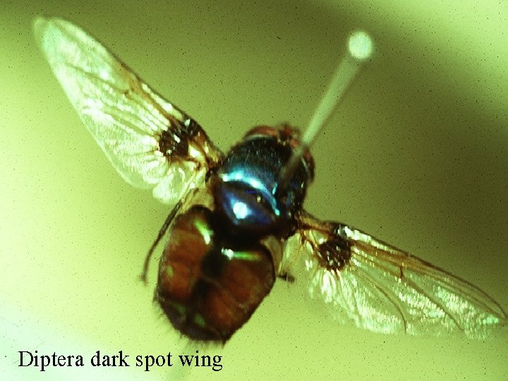 Diptera dark spot wing 