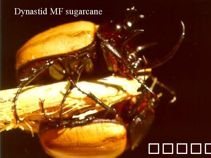 Dynastid MF sugarcane ����� 