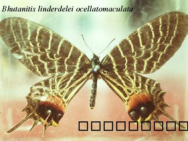 Bhutanitis linderdelei ocellatomaculata ����� 