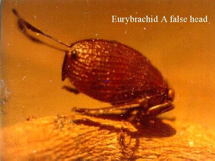Eurybrachid A false head 