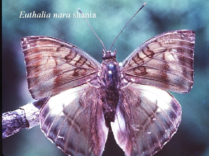Euthalia nara shania 