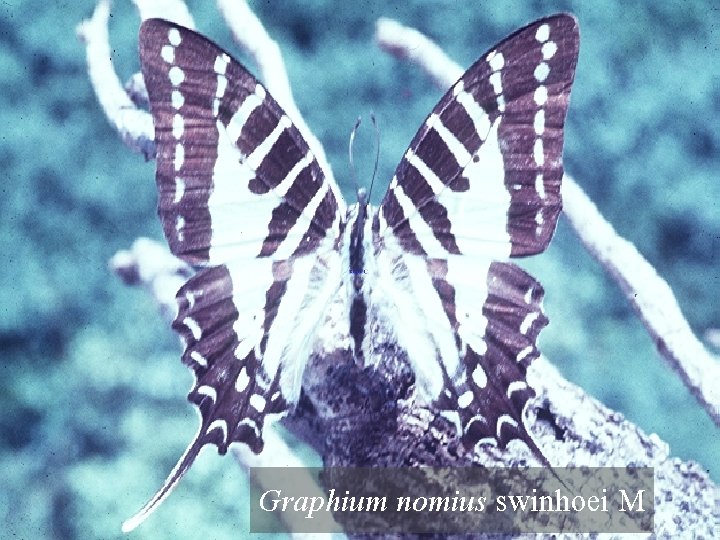 Graphium nomius swinhoei M 