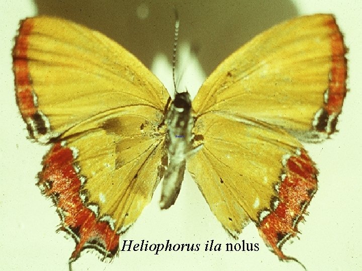 Heliophorus ila nolus 