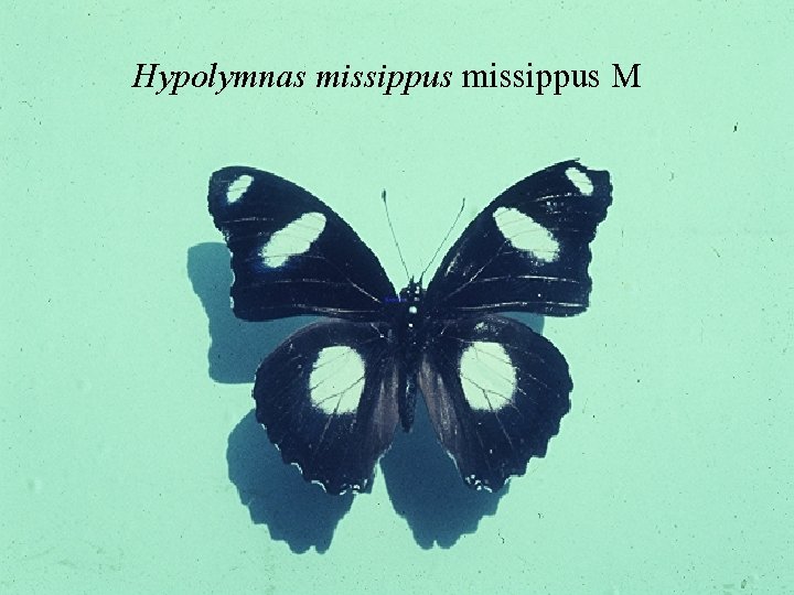 Hypolymnas missippus M 