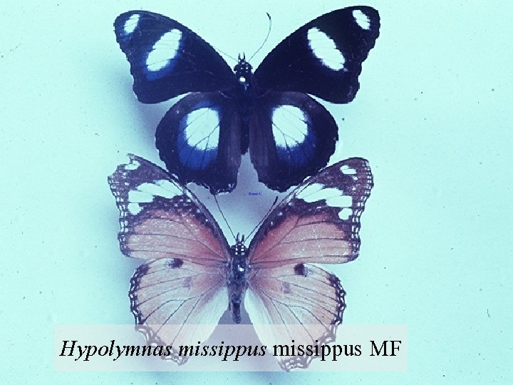 Hypolymnas missippus MF 