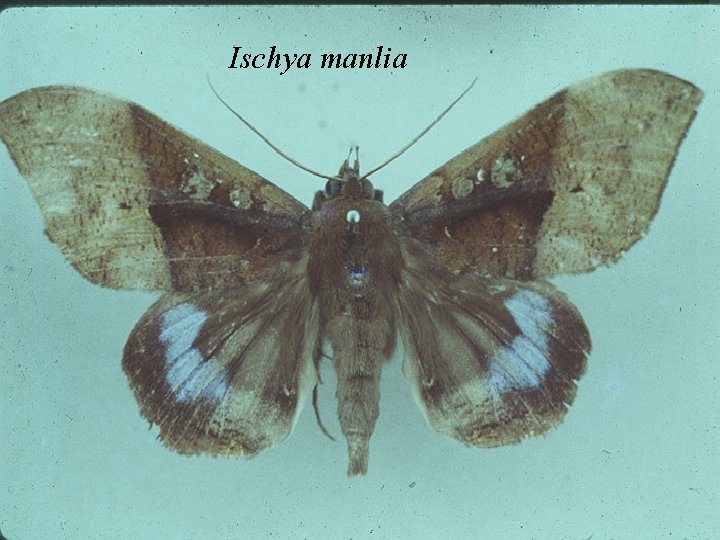 Ischya manlia 