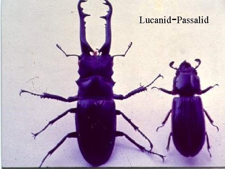 Lucanid-Passalid 