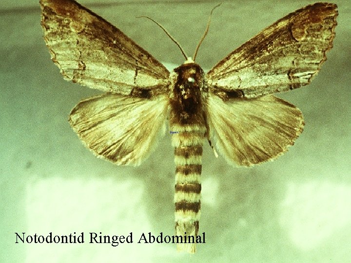Notodontid Ringed Abdominal 