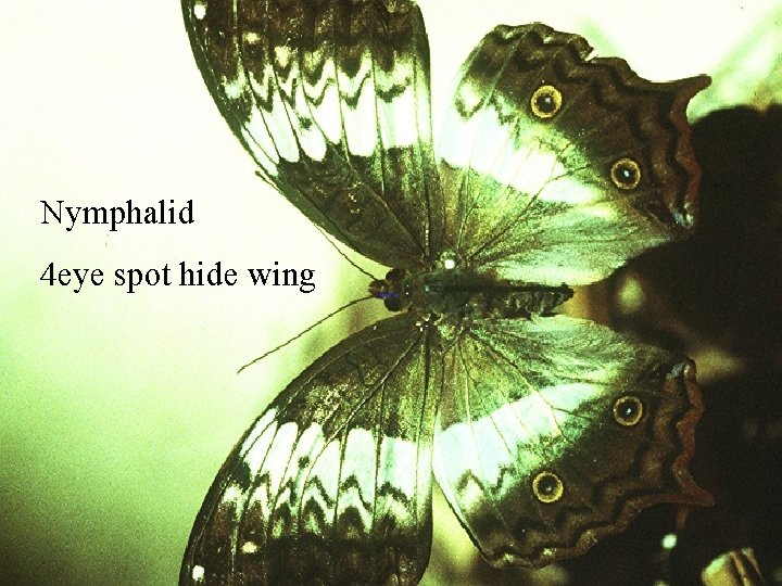 Nymphalid 4 eye spot hide wing 