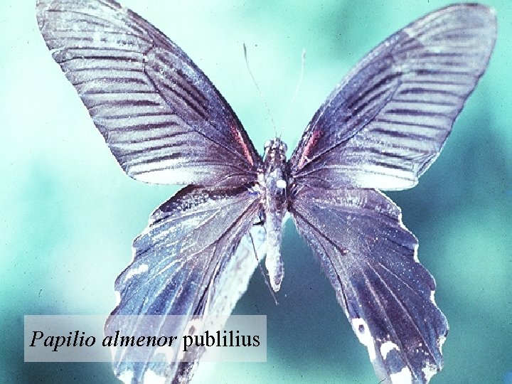 Papilio almenor publilius 