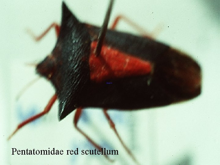 Pentatomidae red scutellum 