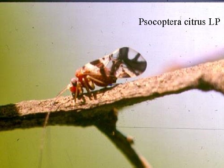 Psocoptera citrus LP 