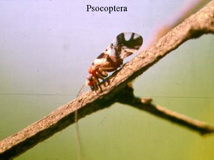 Psocoptera 