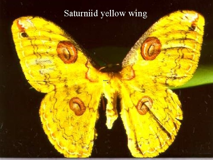 Saturniid yellow wing 