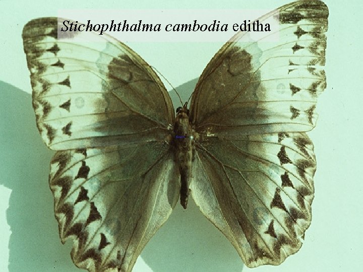 Stichophthalma cambodia editha 