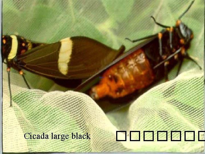 Cicada large black ������� 