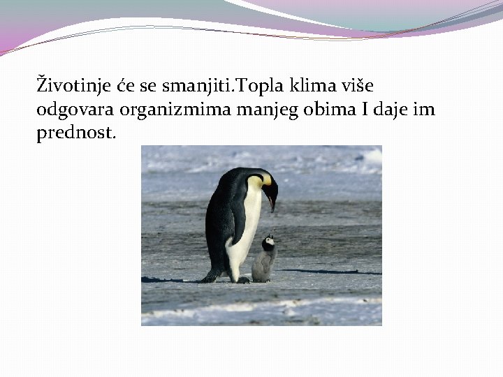 Životinje će se smanjiti. Topla klima više odgovara organizmima manjeg obima I daje im