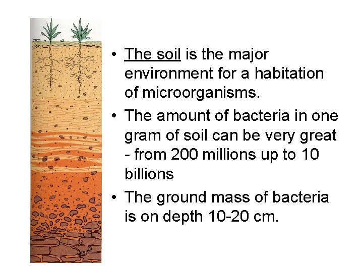  • The soil is the major environment for a habitation of microorganisms. •