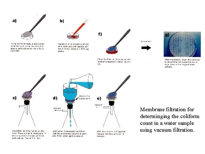 Membrane filtration for determinging the coliform count in a water sample using vacuum filtration.