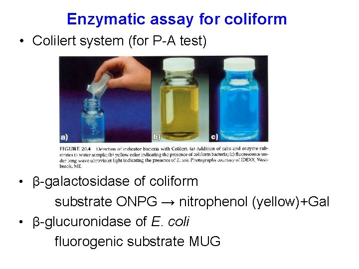 Enzymatic assay for coliform • Colilert system (for P-A test) • β-galactosidase of coliform