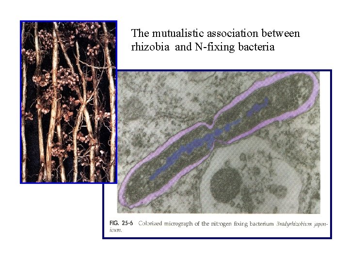 The mutualistic association between rhizobia and N-fixing bacteria 