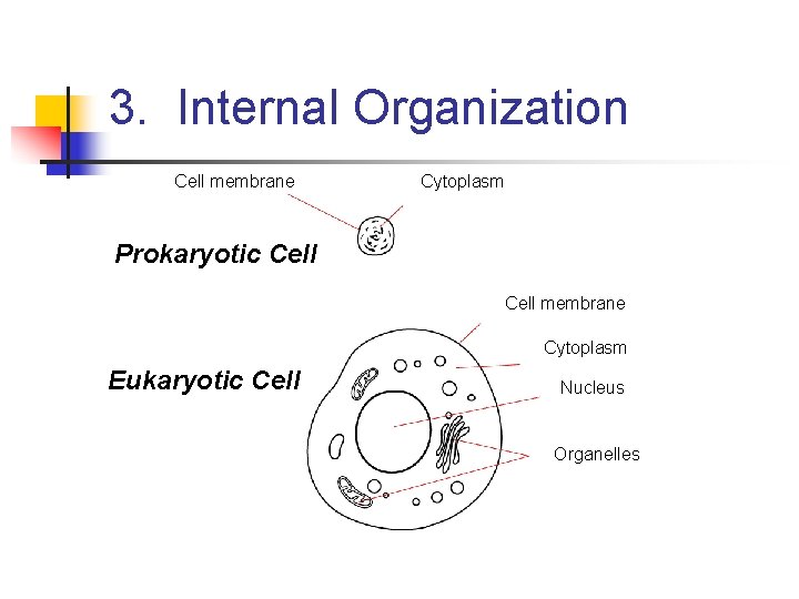 3. Internal Organization Cell membrane Cytoplasm Prokaryotic Cell membrane Cytoplasm Eukaryotic Cell Nucleus Organelles
