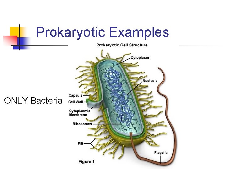 Prokaryotic Examples ONLY Bacteria 