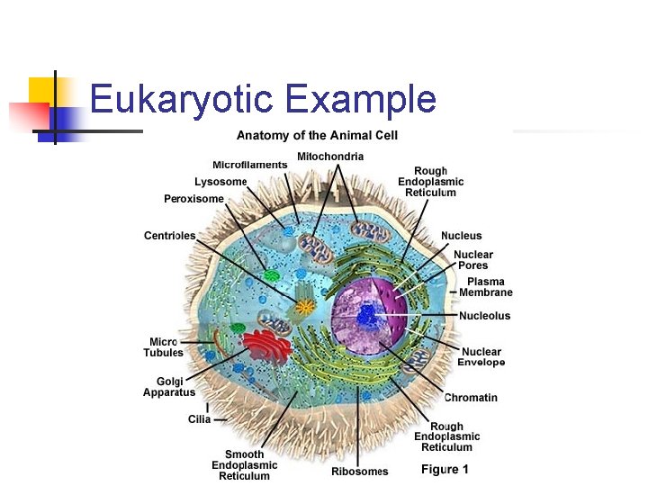 Eukaryotic Example 