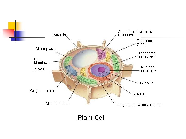 Section 7 -2 Smooth endoplasmic reticulum Vacuole Ribosome (free) Chloroplast Ribosome (attached) Cell Membrane