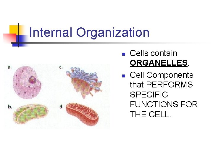 Internal Organization n n Cells contain ORGANELLES. Cell Components that PERFORMS SPECIFIC FUNCTIONS FOR