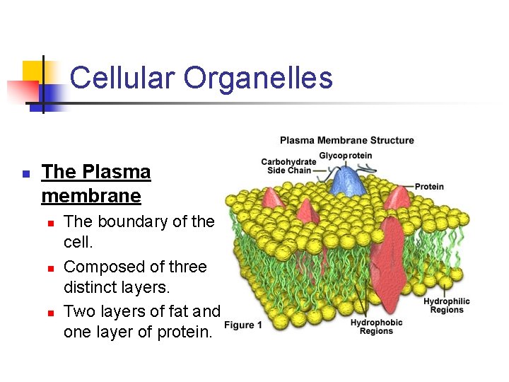 Cellular Organelles n The Plasma membrane n n n The boundary of the cell.